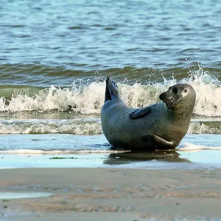 Casa vacanze Gud Jard Nr 19 - Design-ferienhaus Mit Exklusiver Ausstattung